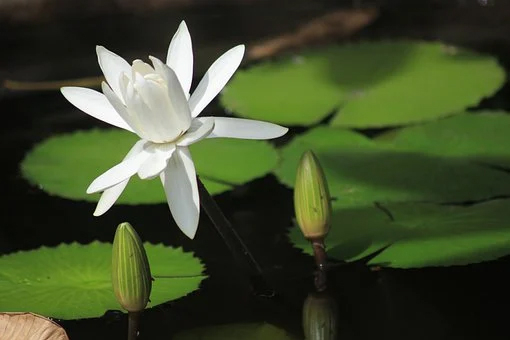 Lotus japonais