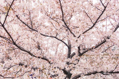 fleur cerisier japonaise